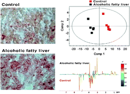 Graphical abstract: Metabolic profiling of an alcoholic fatty liver in zebrafish (Danio rerio)