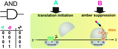 Graphical abstract: Post-transcriptional Boolean computation by combining aptazymes controlling mRNA translation initiation and tRNA activation