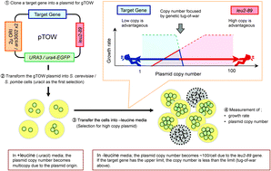 Graphical abstract: Robustness analysis of cellular systems using the genetic tug-of-war method