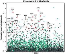 Graphical abstract: A novel calcineurin-independent activity of cyclosporin A in Saccharomyces cerevisiae