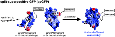 Graphical abstract: Split-superpositive GFP reassembly is a fast, efficient, and robust method for detecting protein–protein interactions in vivo