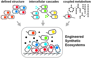 Graphical abstract: Engineering ecosystems and synthetic ecologies