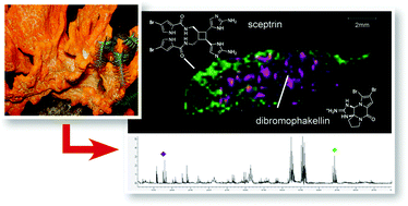 Graphical abstract: High resolution spatial mapping of brominated pyrrole-2-aminoimidazole alkaloids distributions in the marine sponge Stylissa flabellata via MALDI-mass spectrometry imaging