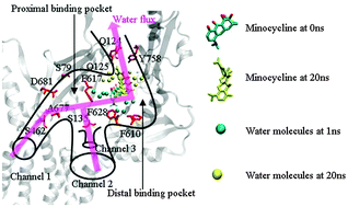 Graphical abstract: Unidirectional peristaltic movement in multisite drug binding pockets of AcrB from molecular dynamics simulations