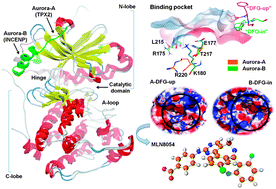 Graphical abstract: Molecular dynamics and free energy studies on Aurora kinase A and its mutant bound with MLN8054: insight into molecular mechanism of subtype selectivity