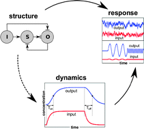 Graphical abstract: Dynamic and structural constraints in signal propagation by regulatory networks