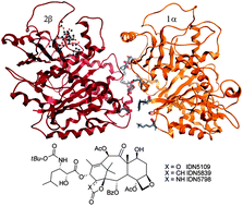 Graphical abstract: Molecular dynamics and tubulin polymerization kinetics study on 1,14-heterofused taxanes: evidence of stabilization of the tubulin head-to-tail dimer–dimer interaction