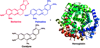Graphical abstract: Binding of isoquinoline alkaloids berberine, palmatine and coralyne to hemoglobin: structural and thermodynamic characterization studies
