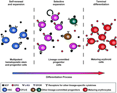 Graphical abstract: Biochemical measurements on single erythroid progenitor cells shed light on the combinatorial regulation of red blood cell production