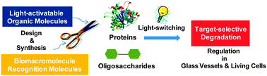 Graphical abstract: Chemical biology based on target-selective degradation of proteins and carbohydrates using light-activatable organic molecules