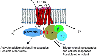 Graphical abstract: Non-traditional roles of G protein-coupled receptors in basic cell biology