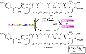 Graphical abstract: In vivo investigation of the substrate recognition capability and activity affecting amino acid residues of glycosyltransferase FscMI in the biosynthesis of candicidin