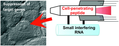 Graphical abstract: Cell-penetrating peptides (CPPs) as a vector for the delivery of siRNAs into cells