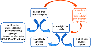 Graphical abstract: Yeast cells with impaired drug resistance accumulate glycerol and glucose