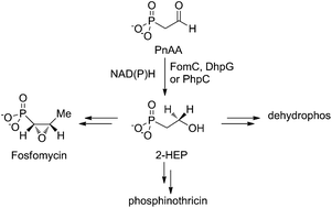 Graphical abstract: Stereochemistry of hydride transfer by group III alcohol dehydrogenases involved in phosphonate biosynthesis