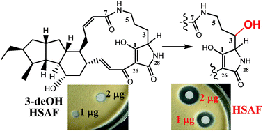 Graphical abstract: 3-Hydroxylation of the polycyclic tetramate macrolactam in the biosynthesis of antifungal HSAF from Lysobacter enzymogenes C3
