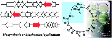 Graphical abstract: Biochemical and biosynthetic preparation of natural product-like cyclic peptide libraries