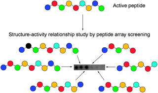 Graphical abstract: Structure–activity relationship studies using peptide arrays: the example of HIV-1 Rev–integrase interaction