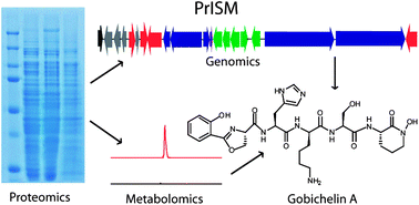 Graphical abstract: Gobichelin A and B: mixed-ligand siderophores discovered using proteomics