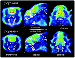 Graphical abstract: Synthesis and in vitro/in vivo pharmacological evaluation of [11C]-ThioABP, a novel radiotracer for imaging mGluR5 with PET