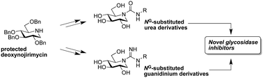 Graphical abstract: Glycosidase inhibition by novel guanidinium and urea iminosugar derivatives