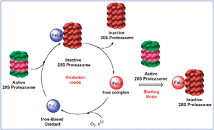 Graphical abstract: Inhibition of the purified 20S proteasome by non-heme iron complexes