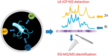 Graphical abstract: Probing of bismuth antiulcer drug targets in H. pylori by laser ablation-inductively coupled plasma mass spectrometry