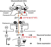 Graphical abstract: Proposed glucocorticoid-mediated zinc signaling in the hippocampus