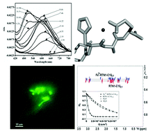 Graphical abstract: A metal-binding site in the RTN1-C protein: new perspectives on the physiological role of a neuronal protein