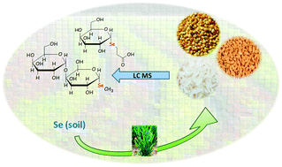 Graphical abstract: Identification of selenosugars and other low-molecular weight selenium metabolites in high-selenium cereal crops