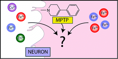 Graphical abstract: Metallobiology of 1-methyl-4-phenyl-1,2,3,6-tetrahydropyridine neurotoxicity