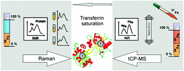 Graphical abstract: Reference measurement procedures for the iron saturation in human transferrin based on IDMS and Raman scattering