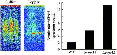 Graphical abstract: Periplasmic response upon disruption of transmembrane Cu transport in Pseudomonas aeruginosa