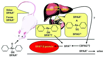 Graphical abstract: The role of glutathione in the metabolism of diphenylarsinic acid in rats