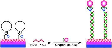 Graphical abstract: MicroRNA-21 detection based on molecular switching by amperometry