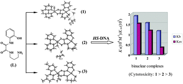 Graphical abstract: Syntheses and structures of new dicopper(ii) complexes bridged by N-(2-hydroxyphenyl)-N′-(3-aminopropyl)oxamide: DNA-binding properties and cytotoxic activities
