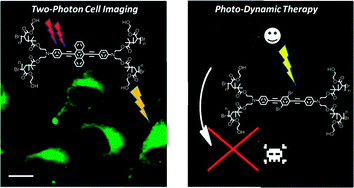 Graphical abstract: Water-soluble chromophores with star-shaped oligomeric arms: synthesis, spectroscopic studies and first results in bio-imaging and cell death induction