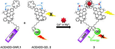 Graphical abstract: Metal ion-induced dual fluorescent change for aza-crown ether acridinedione-functionalized gold nanorods and quantum dots