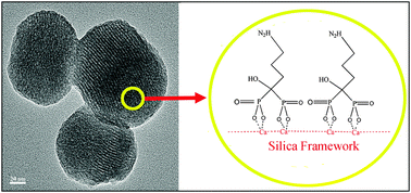 Graphical abstract: Calcium doped mesoporous silica nanoparticles as efficient alendronate delivery vehicles