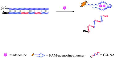Graphical abstract: A simple adenosine fluorescent aptasensor based on the quenching ability of guanine