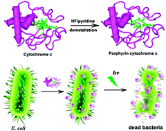 Graphical abstract: Photodynamic inactivation of Escherichia coli by porphyrin cytochrome c