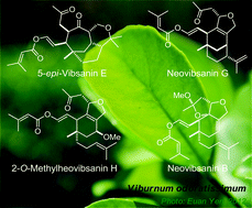 Graphical abstract: Key achievements in the total synthesis of vibsane-type diterpenoids