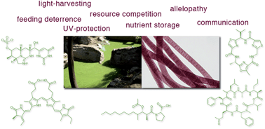Graphical abstract: The chemical ecology of cyanobacteria