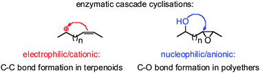 Graphical abstract: Electrophilic and nucleophilic enzymatic cascade reactions in biosynthesis