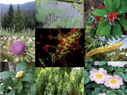Graphical abstract: Plants as sources of new antimicrobials and resistance-modifying agents