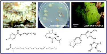 Graphical abstract: Assessing calcareous sponges and their associated bacteria for the discovery of new bioactive natural products