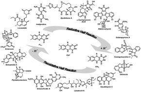 Graphical abstract: Flavoenzymes: Versatile catalysts in biosynthetic pathways