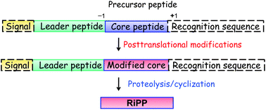 Graphical abstract: Ribosomally synthesized and post-translationally modified peptide natural products: overview and recommendations for a universal nomenclature