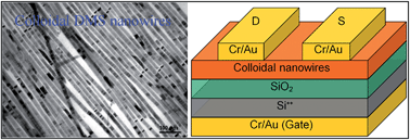 Graphical abstract: Field-effect transistors fabricated from diluted magnetic semiconductor colloidal nanowires