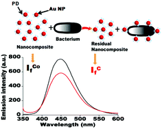 Graphical abstract: Quick and simple estimation of bacteria using a fluorescent paracetamol dimer–Au nanoparticle composite